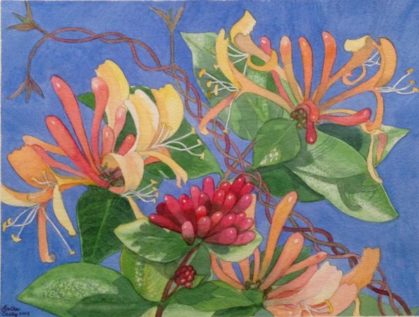 honeysuckle