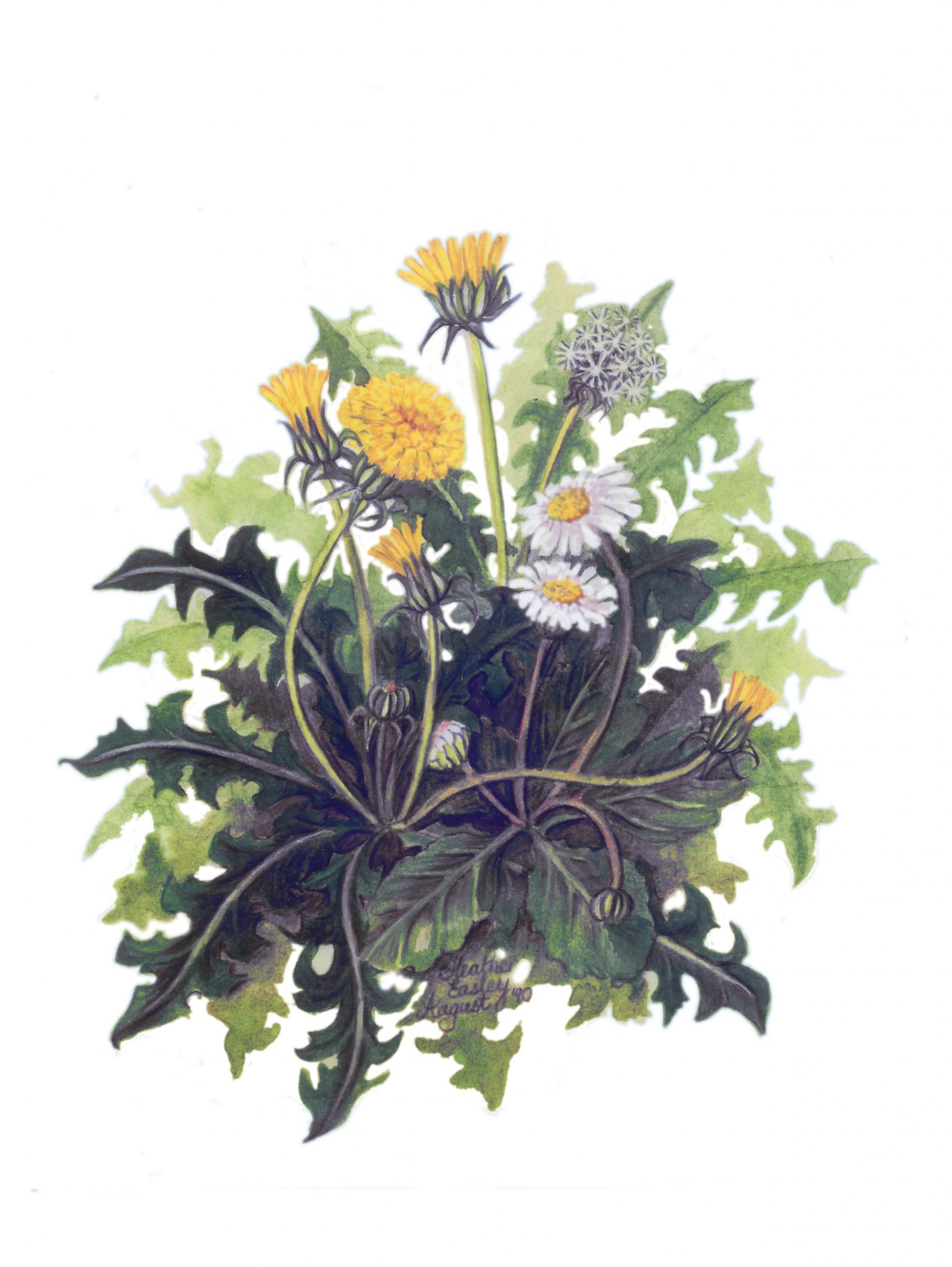 Dandelions 1990