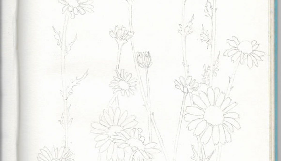 Daisy Drawing