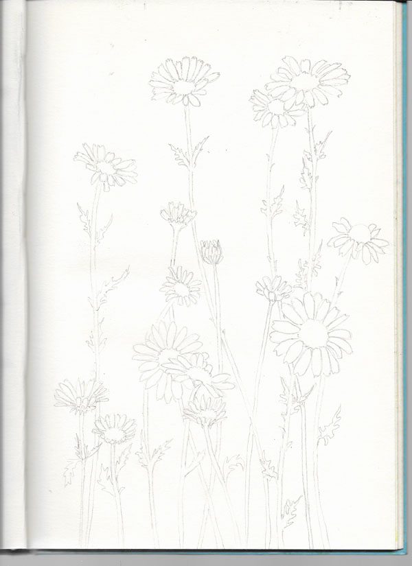 Daisy Drawing