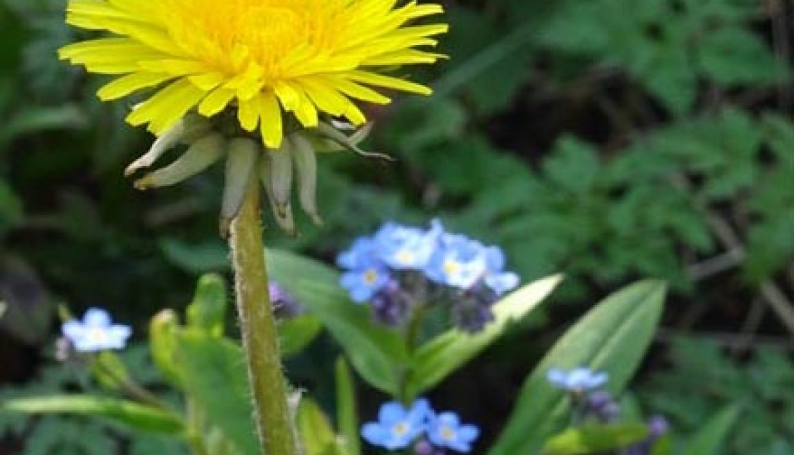 Dandelion photo
