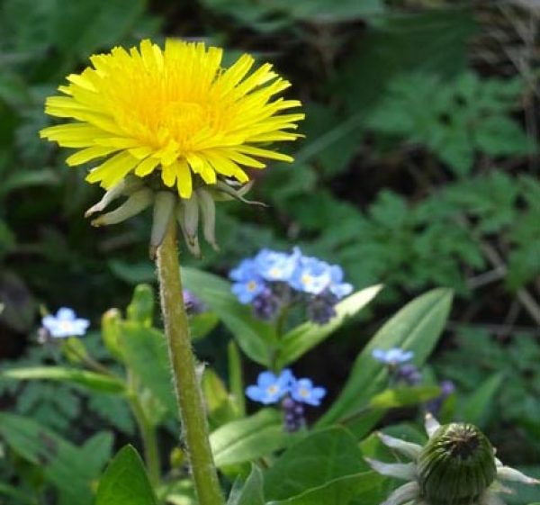 Dandelion photo