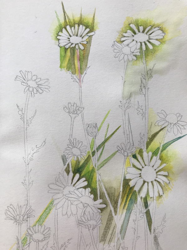 Daisy 2